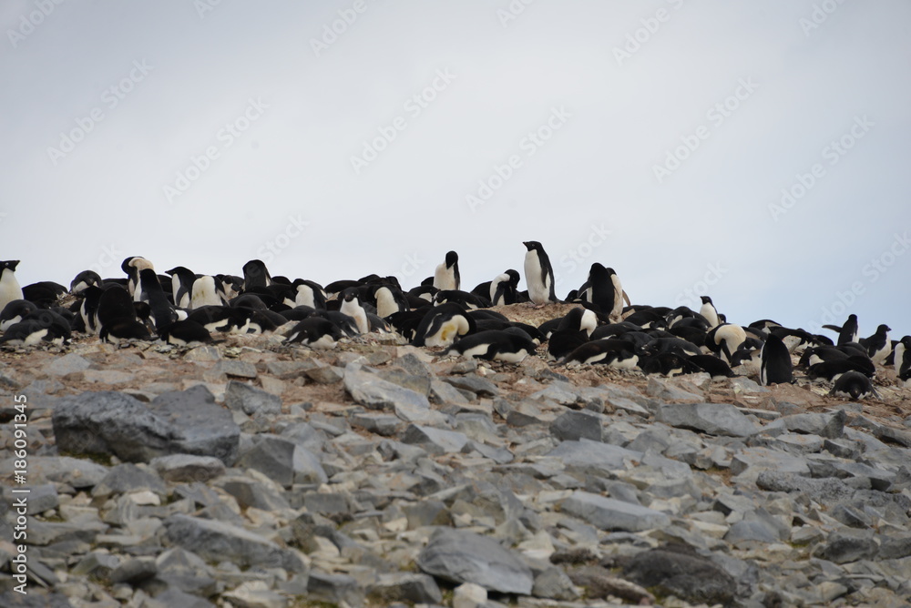 Fototapeta premium Penguins on Antarctica