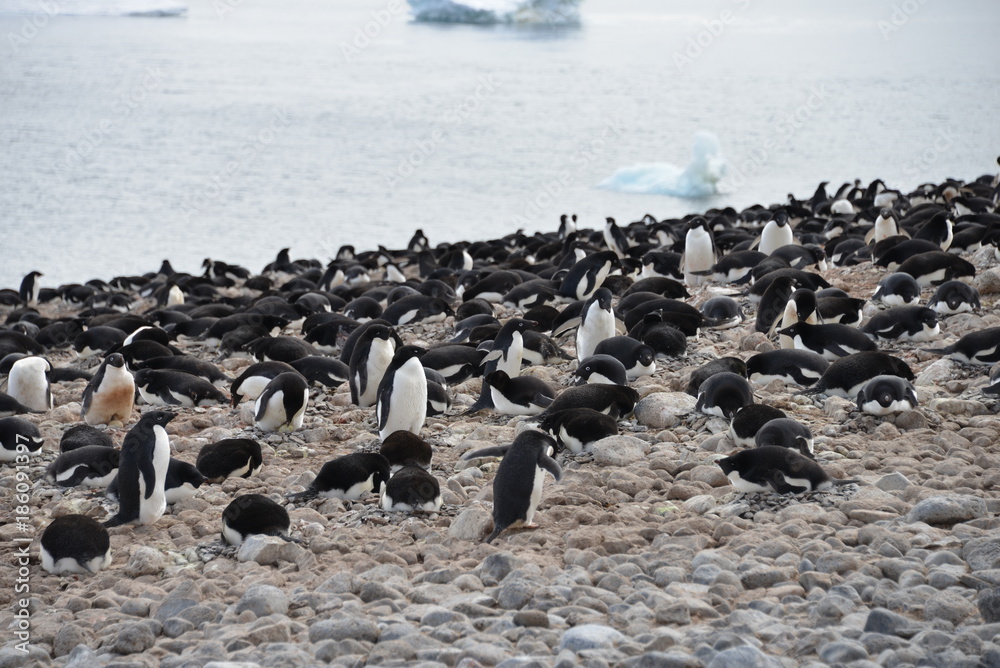 Obraz premium Penguins on Antarctica