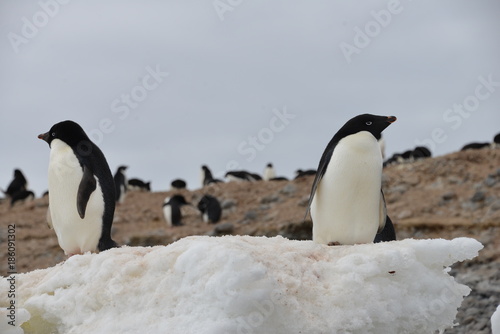 Penguin on Antarctica (close up)