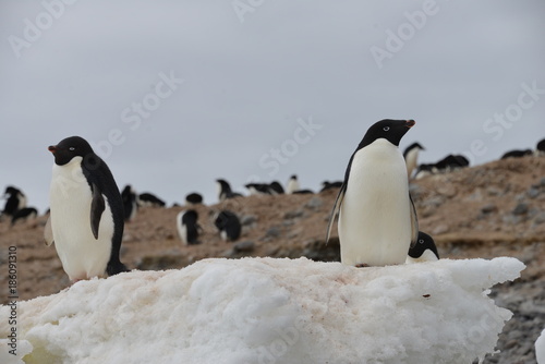 Penguins  Antarctica