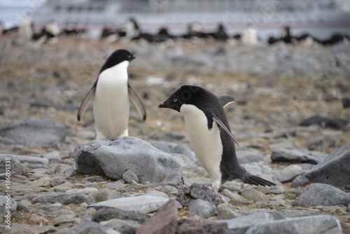 Two Penguin on Antarctica