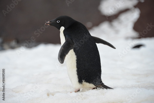 Penguin close up  Antarctica