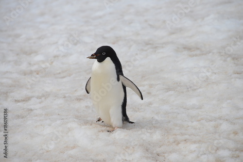 Penguin in snow on Antarctica