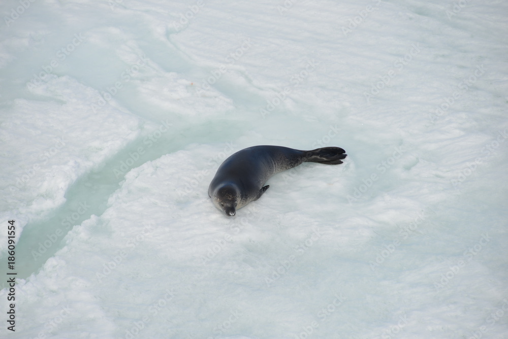 Obraz premium Antarctica cruise - young seal