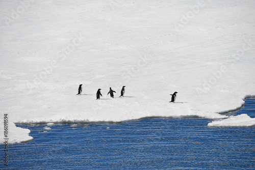 Antarctica cruise - group of penguin