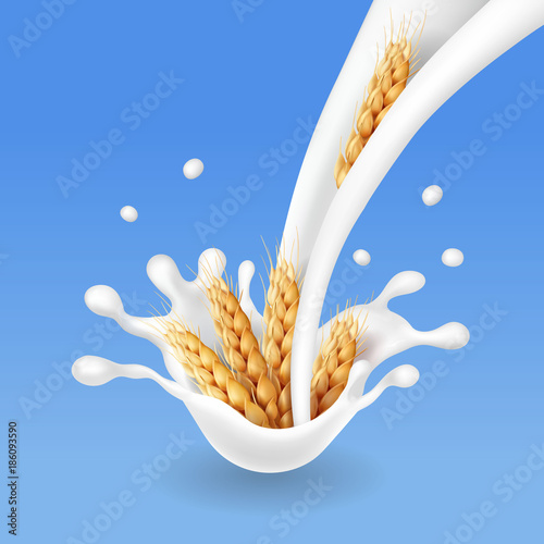 Wheat ears and milk flow. Barley cereals realistic vector