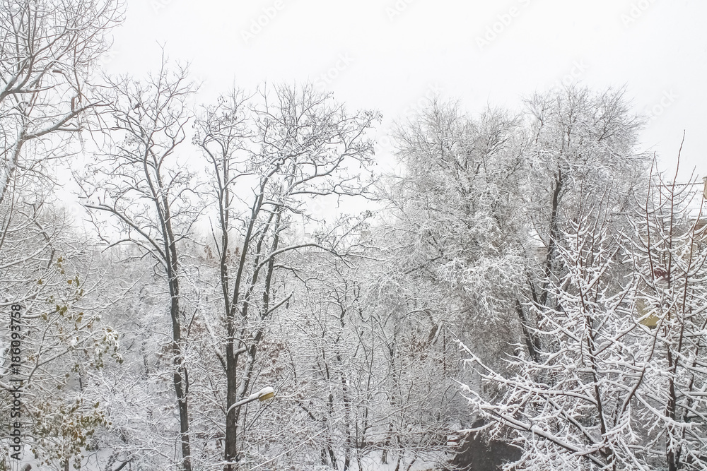 First snow. Snow flakes in the air. White branches on the trees. Winter. First snow. Snow flakes in the air. White branches on the trees. Winter.