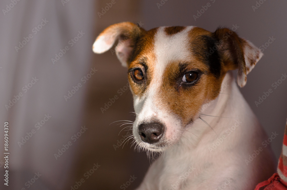 Scared bitch jack russell terrier looks with concern. 