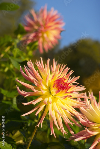Fototapeta Naklejka Na Ścianę i Meble -  Gelb und rote Blätter der Blüte einer Hirschgeweihdahlie Dahlia im der Morgensonne im Herbst