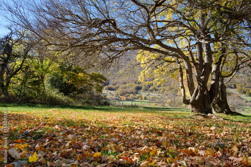 Anciently considered sacred and dedicated to Jupiter, the Bosco di Sant'Antonio is one of the most beautiful aborigines in Abruzzo Anciently considered sacred and dedicated to Jupiter, the Bosco di Sant'Antonio is one of the most beautiful aborigines in Abruzzo