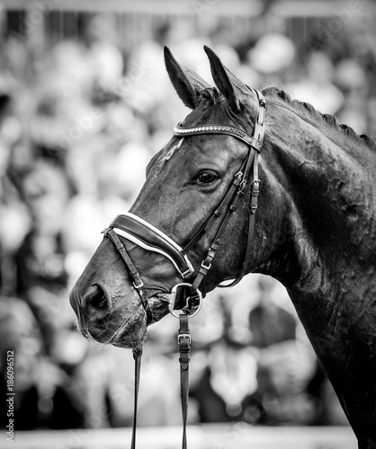 a horse in portraits at a tournament shows relaxed and chews out of hand © RD-Fotografie