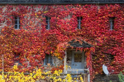 Fall red leafs climb a multi stored building fasade  omitting windows. Seasonal Autumn background.