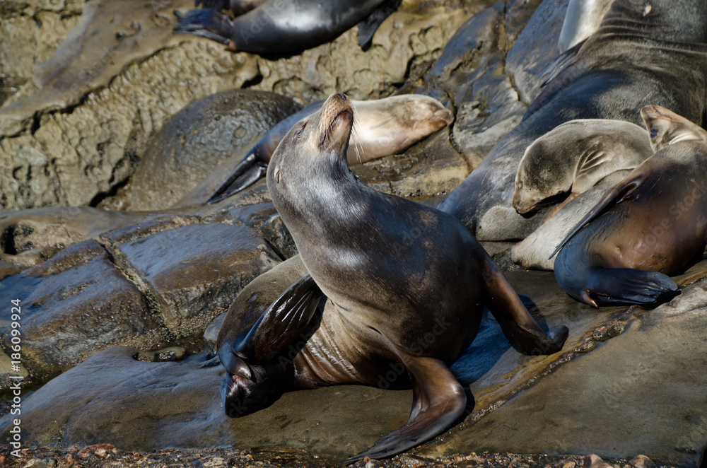 Fototapeta premium Californians sea lions enjoying Christmas sun in La Jolla