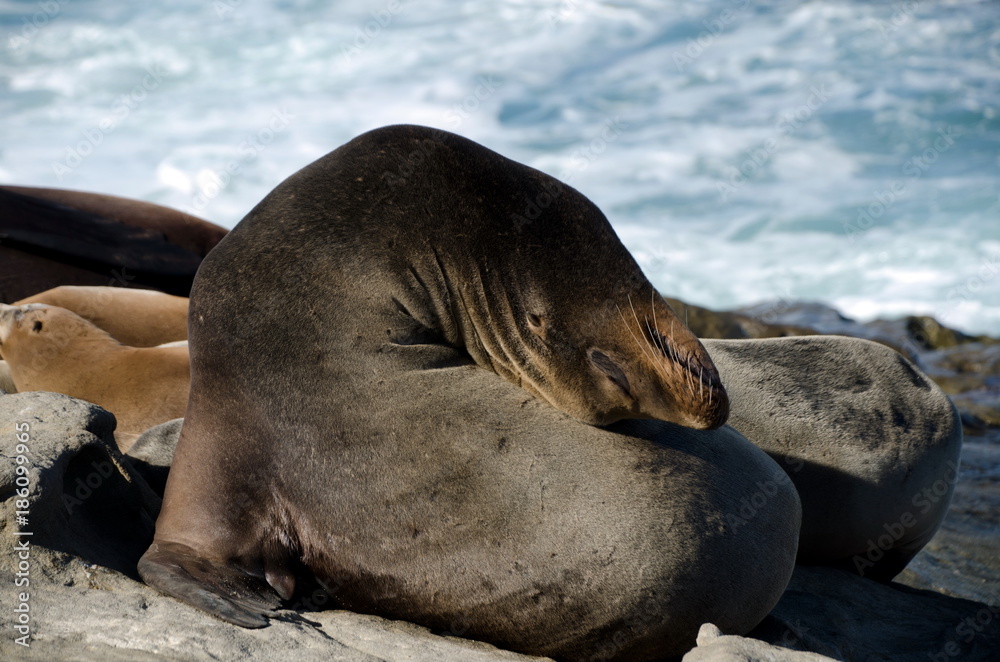 Fototapeta premium Californians sea lions enjoying Christmas sun in La Jolla