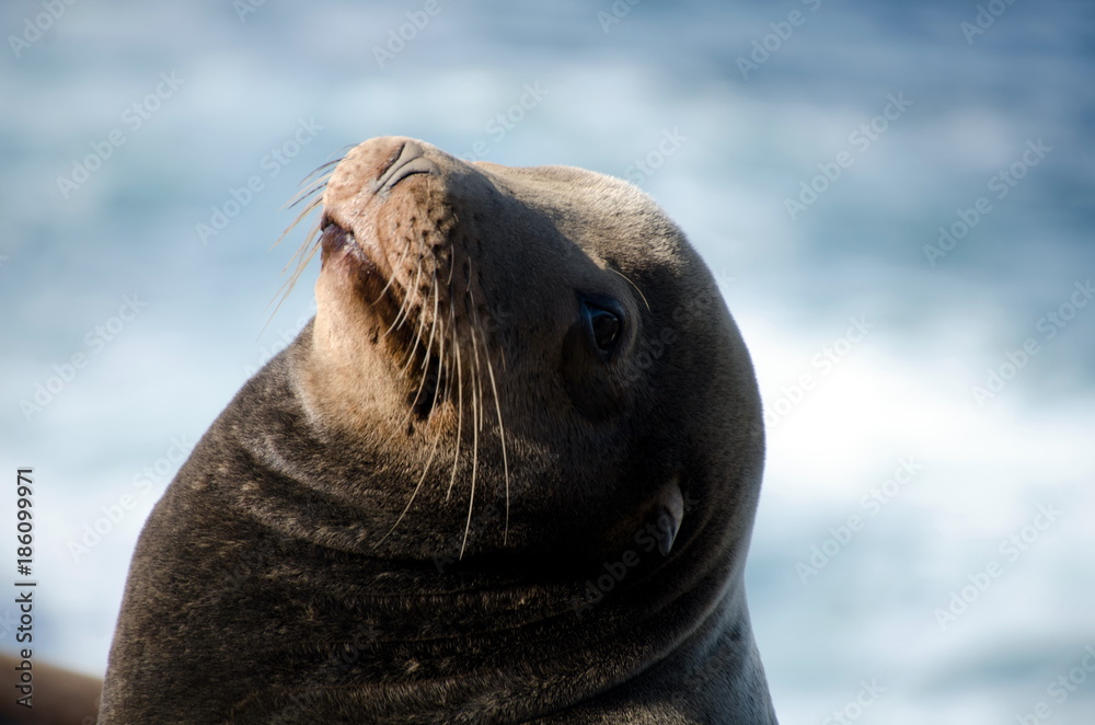Fototapeta premium Californians sea lions enjoying Christmas sun in La Jolla