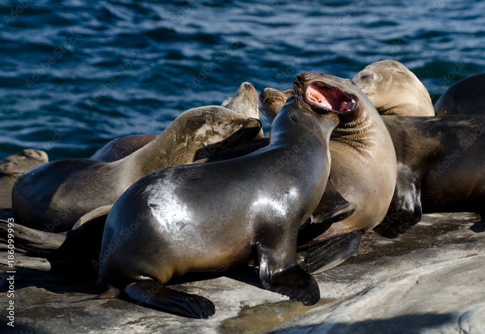 Fototapeta premium Californians sea lions enjoying Christmas sun in La Jolla
