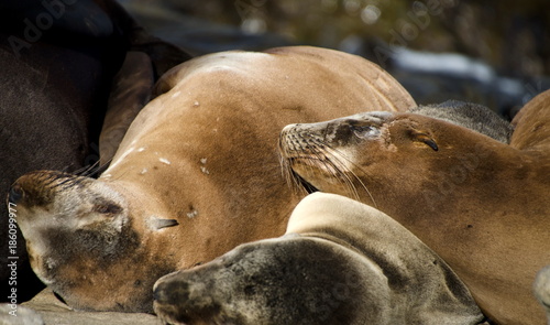 Californians sea lions enjoying Christmas sun in La Jolla