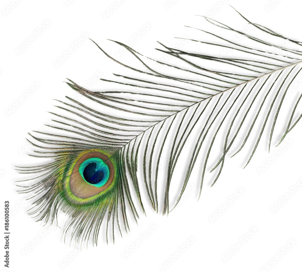 Obraz premium Peacock Feather