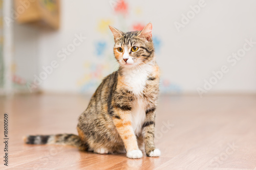 Pregnant cat tortoiseshell without breed sits on the floor