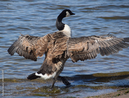 Canada goose stretching on the beach