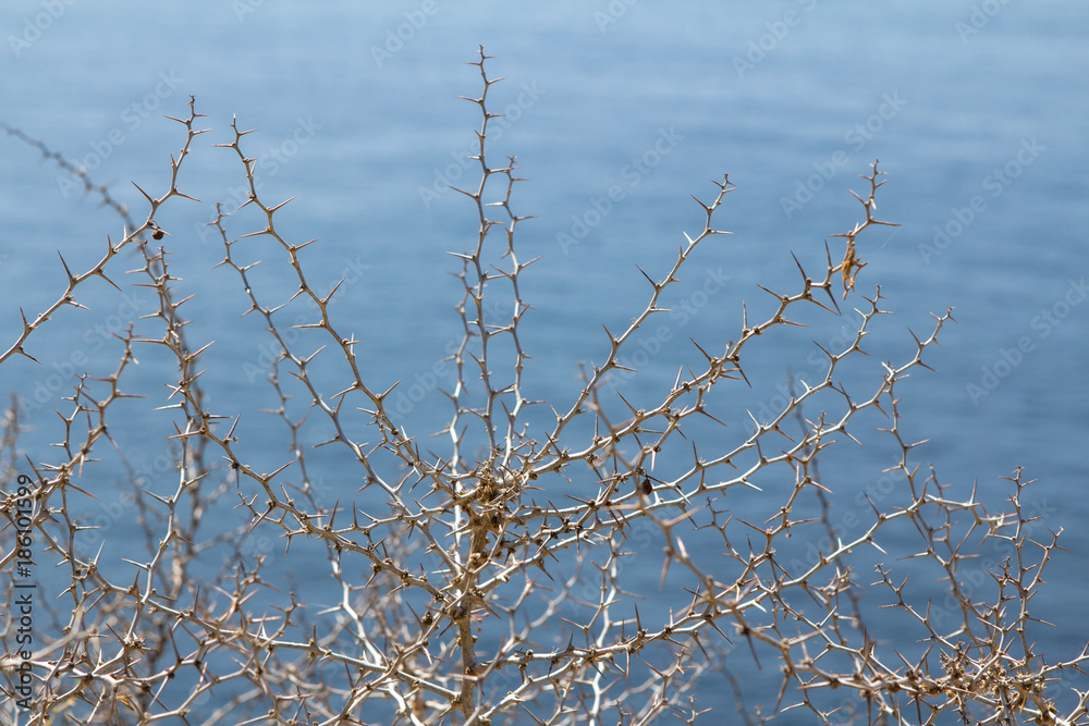 Obraz premium Dry thorn