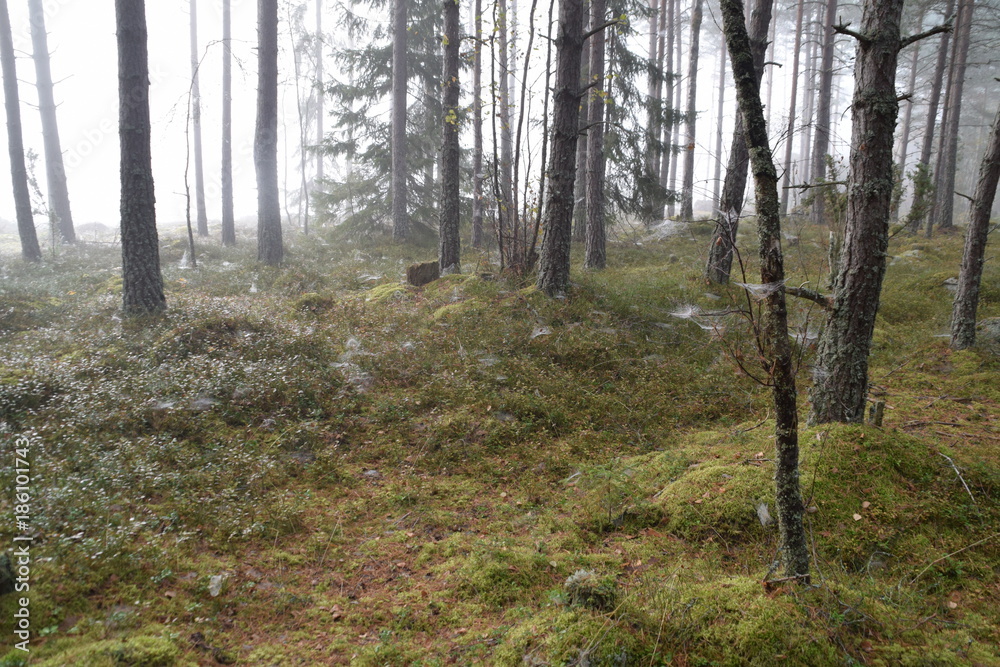 Fototapeta premium Forest with spider web a misty day