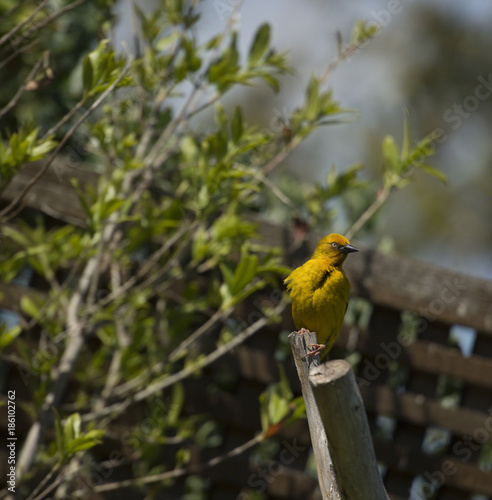 Cape Weaver, (Ploceus capensis), sitting on fence looking right, eye very visible and bright yellow feathers, with foliage in background. South Africa