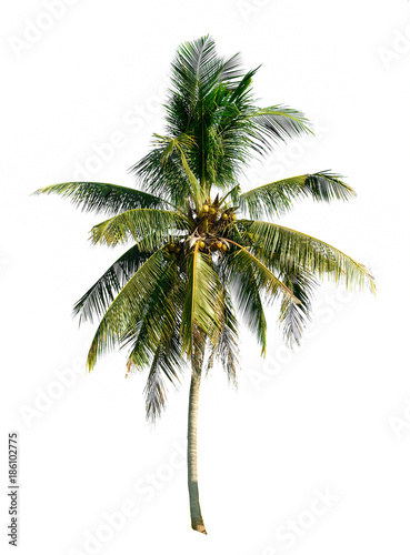 Coconut tree isolated on white background