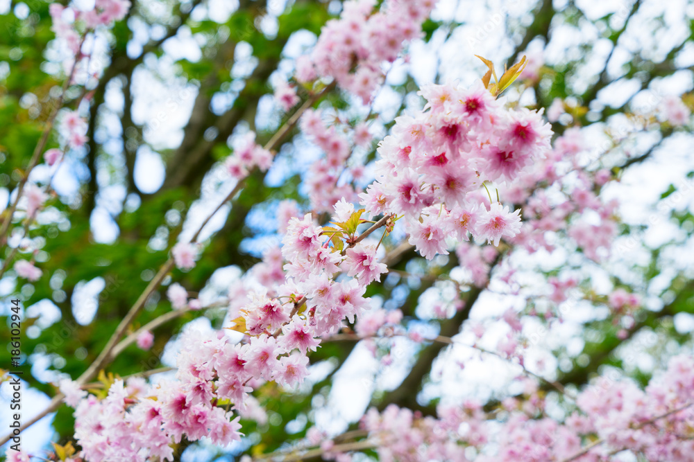 Cherry tree pink flowers blossoming twigs Cherry tree pink flowers blossoming twigs
