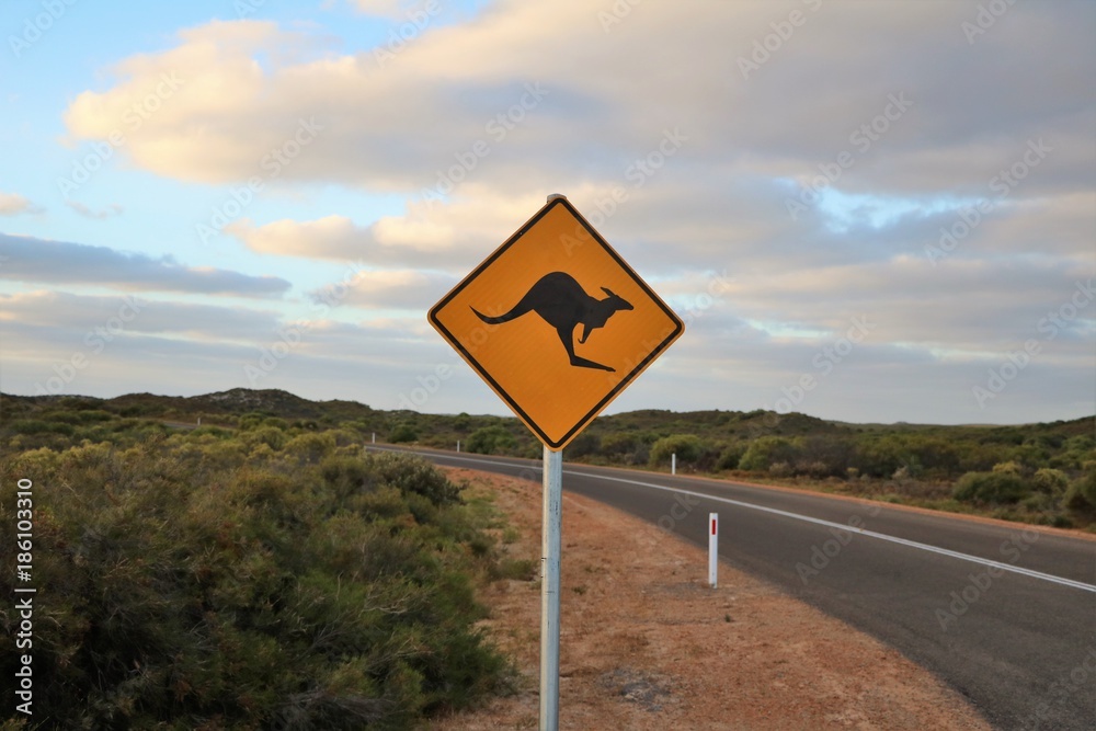 Attention Kangaroo, Australia