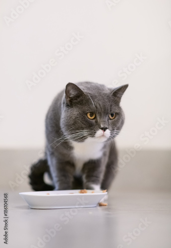 Gray British shorthair cats  indoors