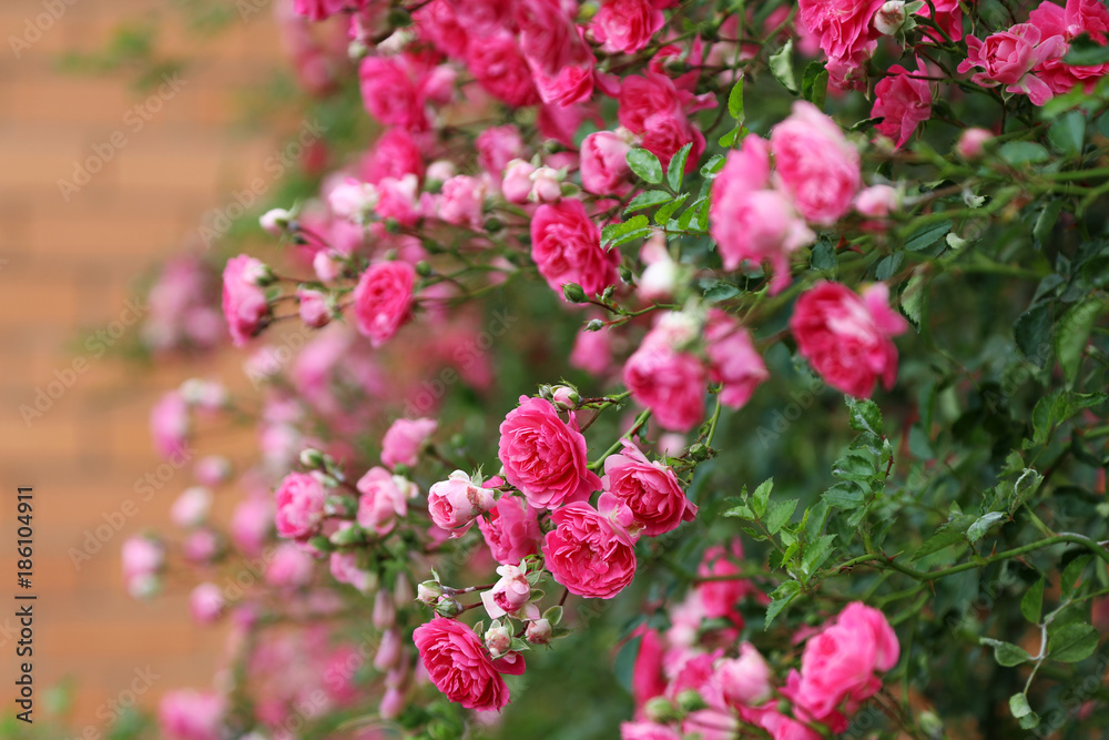 Lush flowering of a pink climbing rose in a summer garden.
Lush flowering of a pink climbing rose in a summer garden.