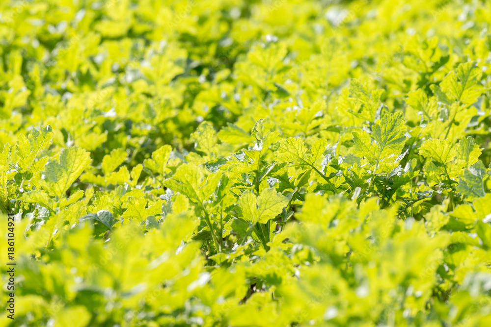 close up of a field of green leaves