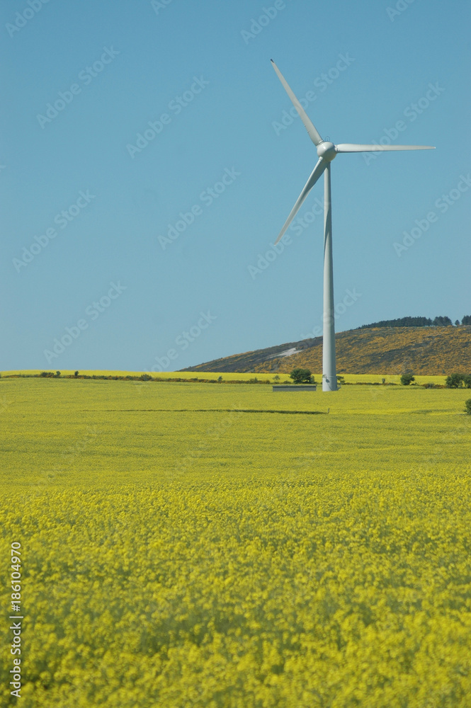 Wind Turbine and field of oilseed rape near Strichen, Aberdeenshire Wind Turbine and field of oilseed rape near Strichen, Aberdeenshire