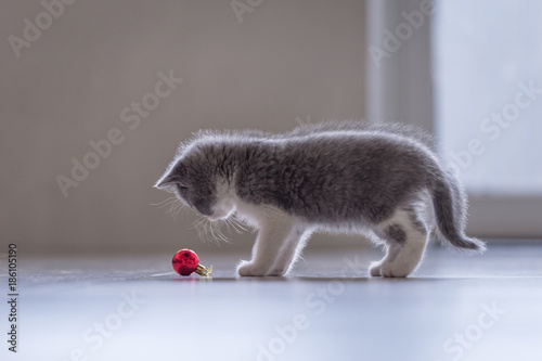 Fototapeta Naklejka Na Ścianę i Meble -  Cute kitten, indoor shooting