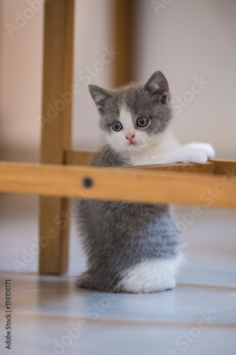 Cute kitten, indoor shooting