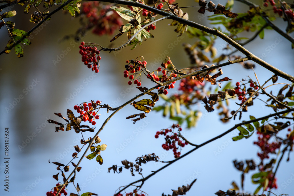 rowan tree berries against dark background rowan tree berries against dark background