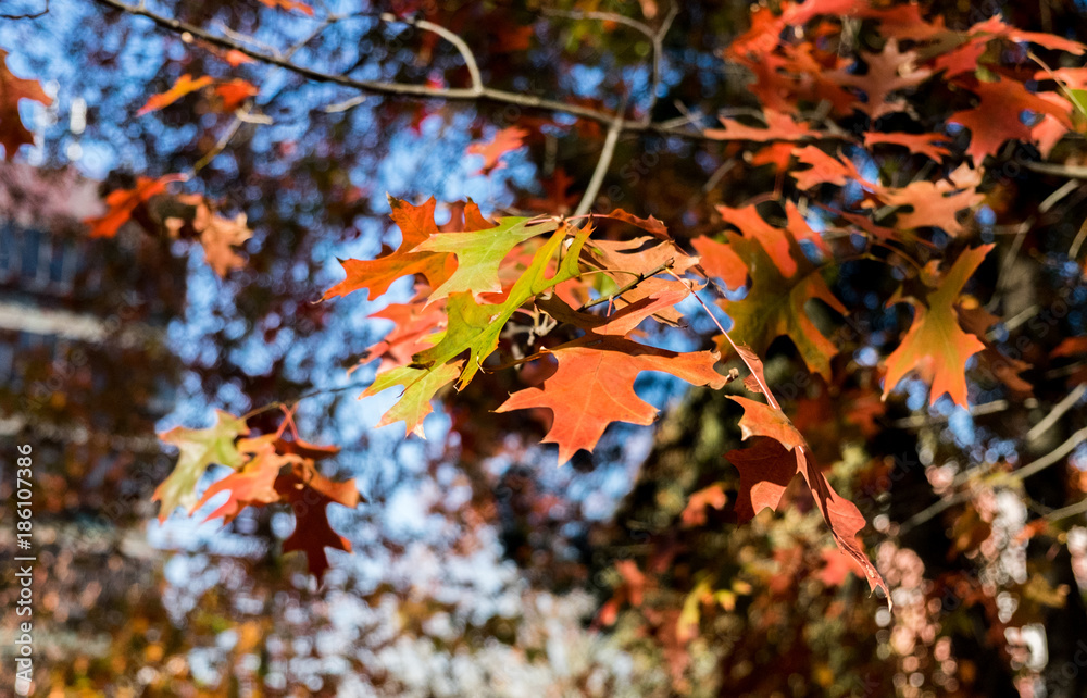 Close-up of beautiful autumn red oak leaves