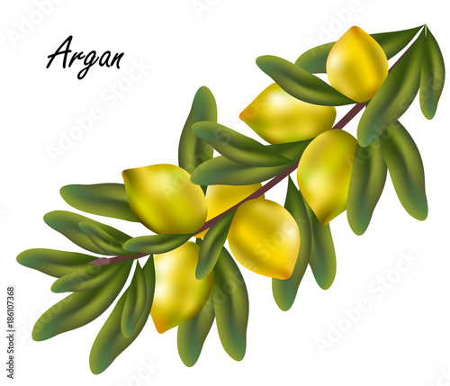 Argan nuts (Argania spinosa). Hand drawn vector illustration of argan tree branch with leaves and nuts on white background.