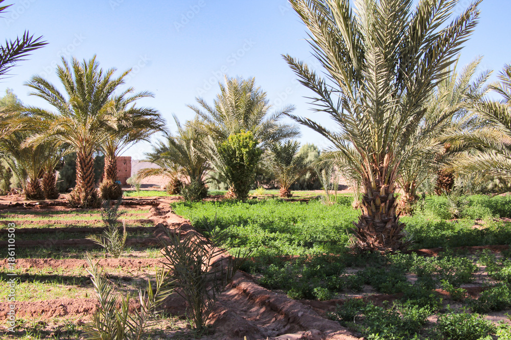 Obraz premium Natur Aufnahmen, Wüstenbilder, Dessert, Architektur und Gebäude in Africa