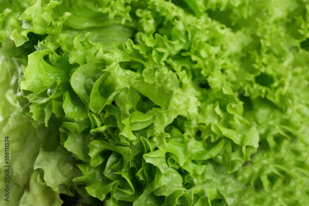 Leaves of fresh green salad, closeup Leaves of fresh green salad, closeup