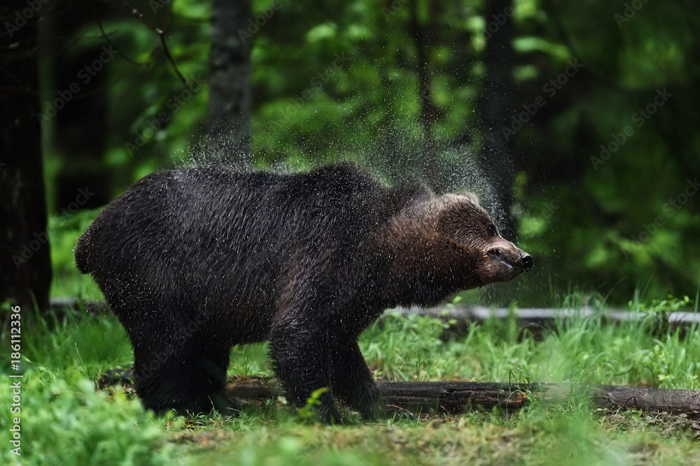 Bear shaking off water, droplets of water clearly visible Bear shaking off water, droplets of water clearly visible