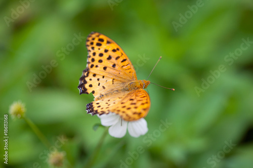 Indian Fritillary Butterfly close-up © Anthony Brown