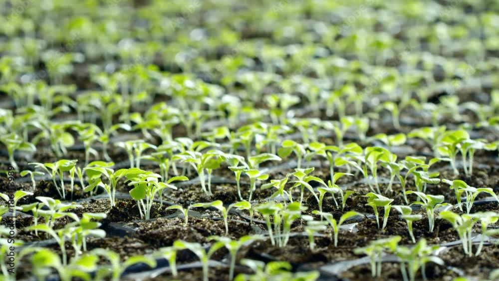 Tilt down with close up of green seedlings growing in soil