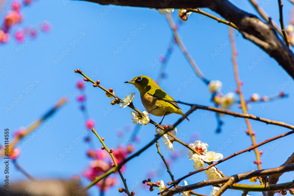 Japanese White-eye.The background is white plum blossoms and red plum blossoms.Located in Tokyo Prefecture Japan. Japanese White-eye.The background is white plum blossoms and red plum blossoms.Located in Tokyo Prefecture Japan.