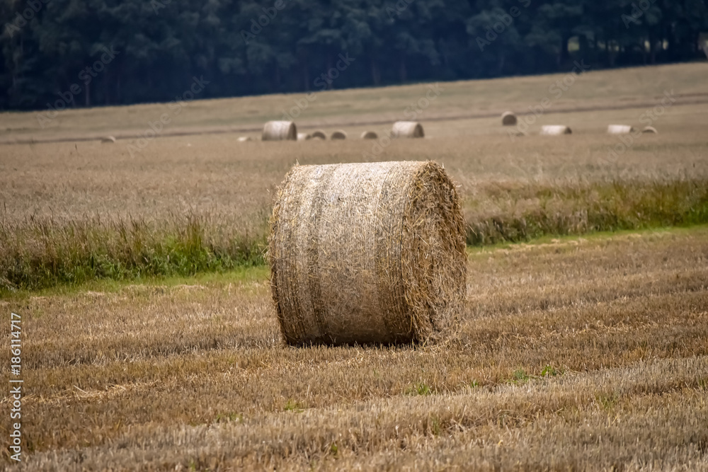 Fototapeta premium Feld 3