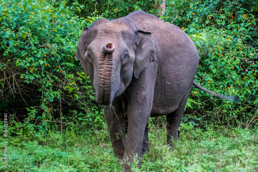 Fototapeta premium Indian elephant