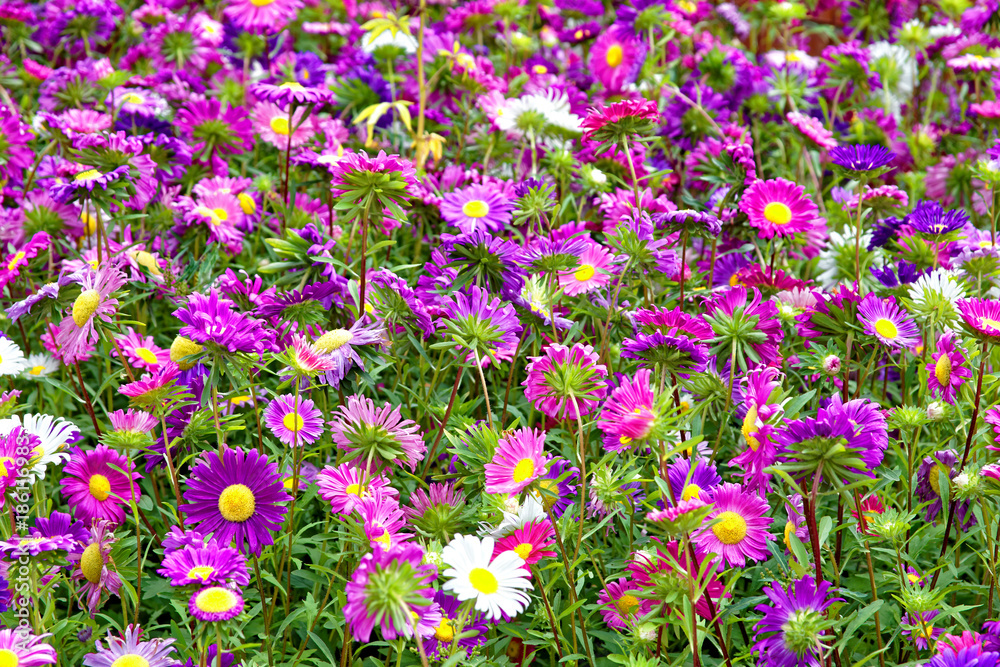 Obraz premium Flower bed of flowering autumn flowers outdoors