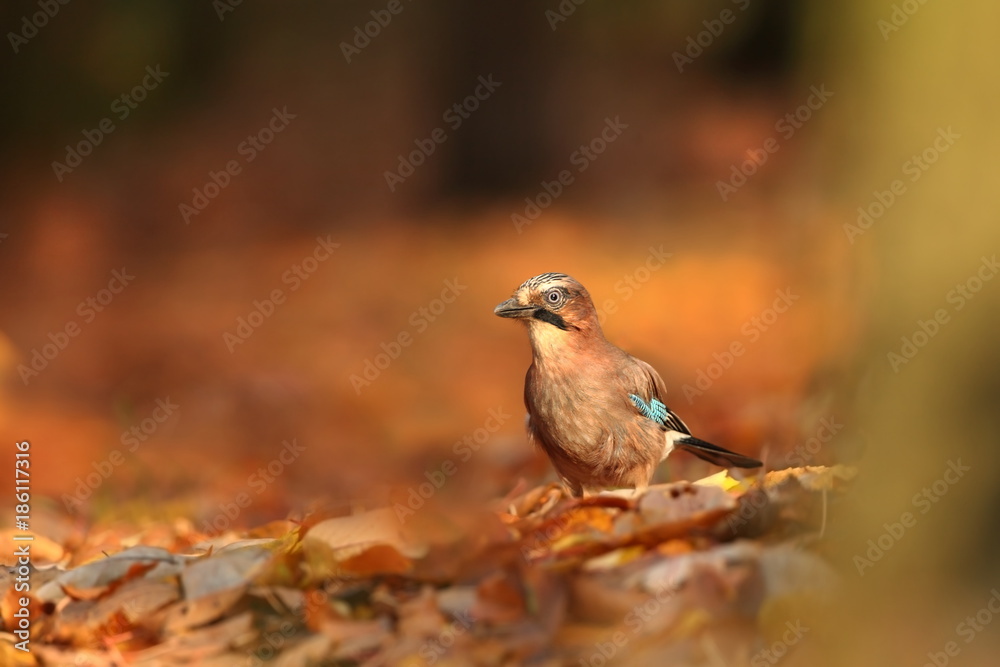 Fototapeta premium Garrulus glandarius. Bird in autumn colors. The wild nature of the Czech Republic. Beautiful and colorful autumn.