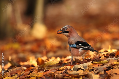 Garrulus glandarius. Bird in autumn colors. The wild nature of the Czech Republic. Beautiful and colorful autumn.